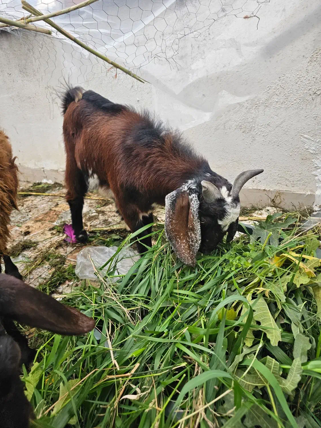 بزغاله نر|حیوانات مزرعه|گرگان, |دیوار