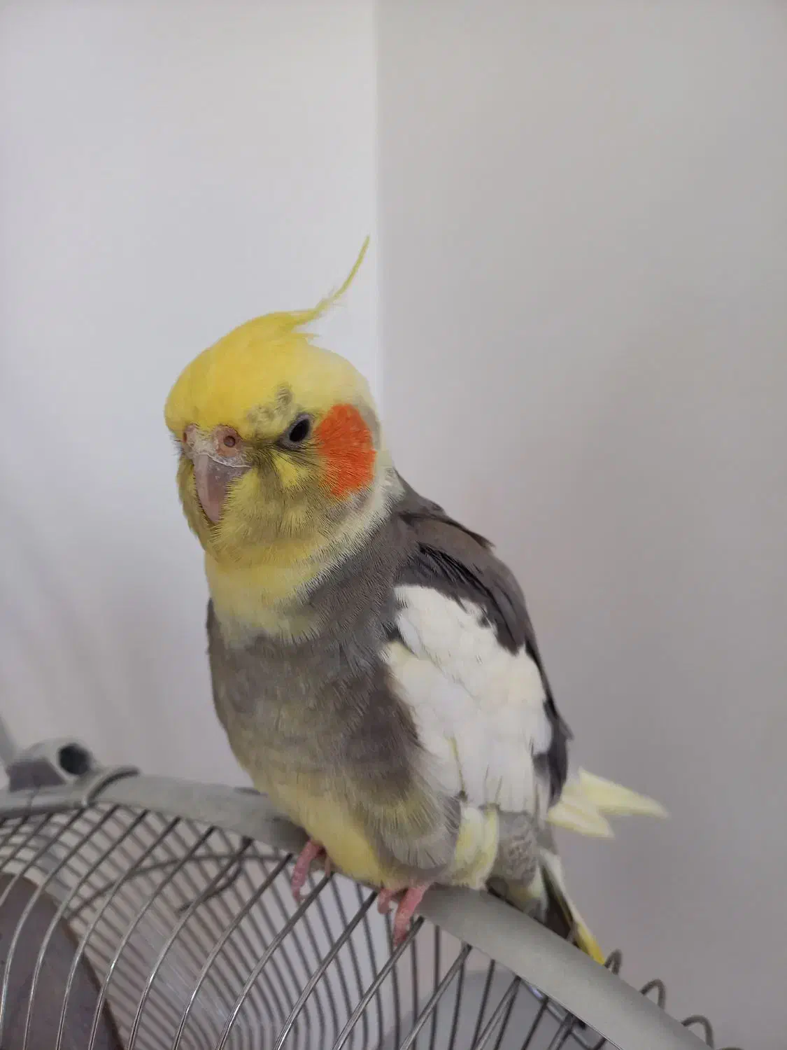 پرنده گم شده|حیوانات|قم, حاج خلیل|دیوار