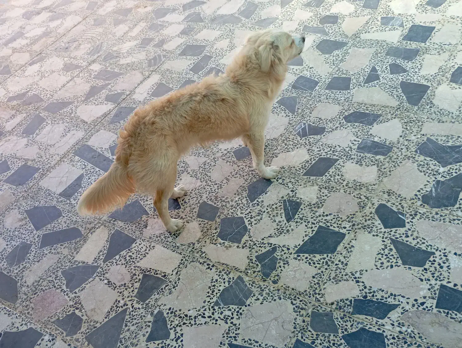 واگذاری سگ|سگ|جیرفت, |دیوار