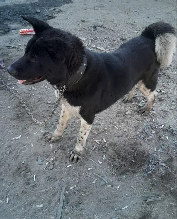 مواضع دو قلاده سگ اکیتا و کن کورسو|سگ|سمنان, |دیوار