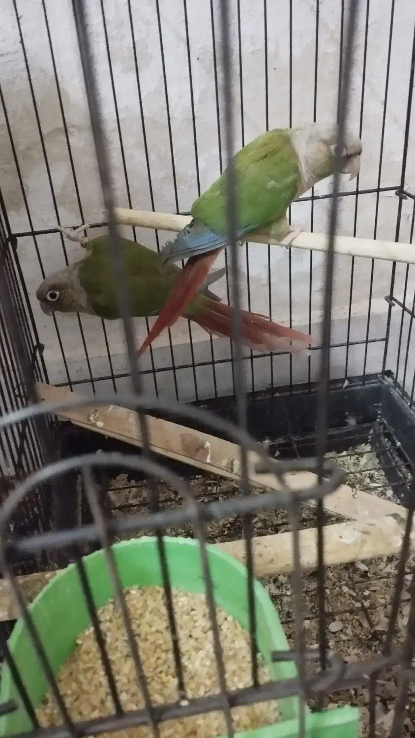 گرینچیک|پرنده|یزد, |دیوار