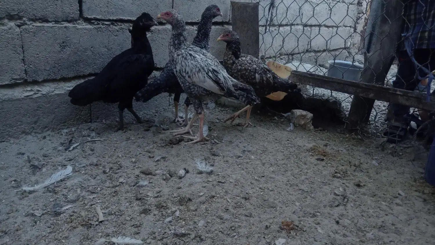 مرغ لاری|حیوانات مزرعه|سراوان, |دیوار