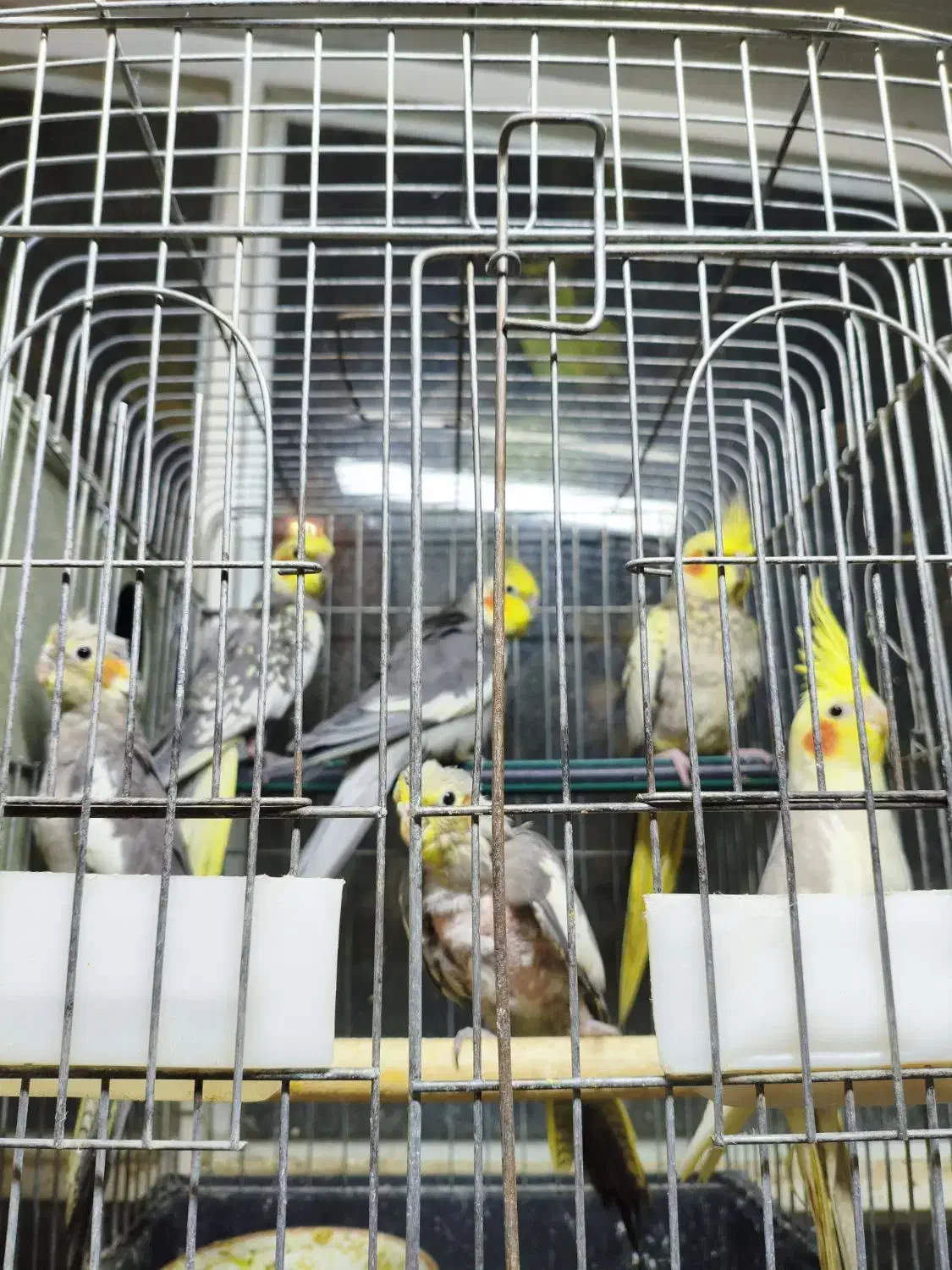 طوطی عروس هلندی|پرنده|شهریار, حصار ساتی|دیوار