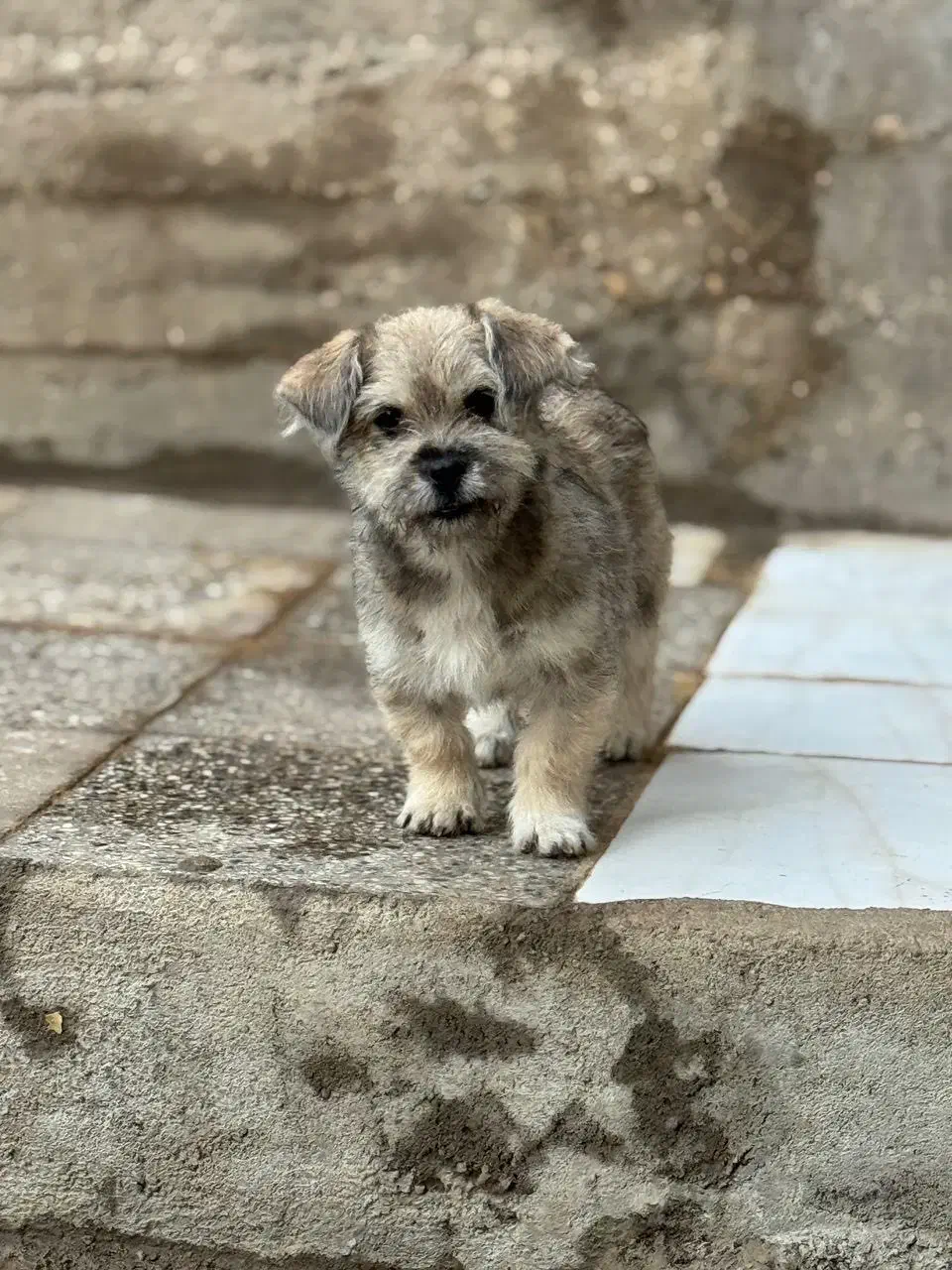 توله شیتزو تریر۴ماهه قیمت یک میلیون و دویست|سگ|خرمآباد, |دیوار