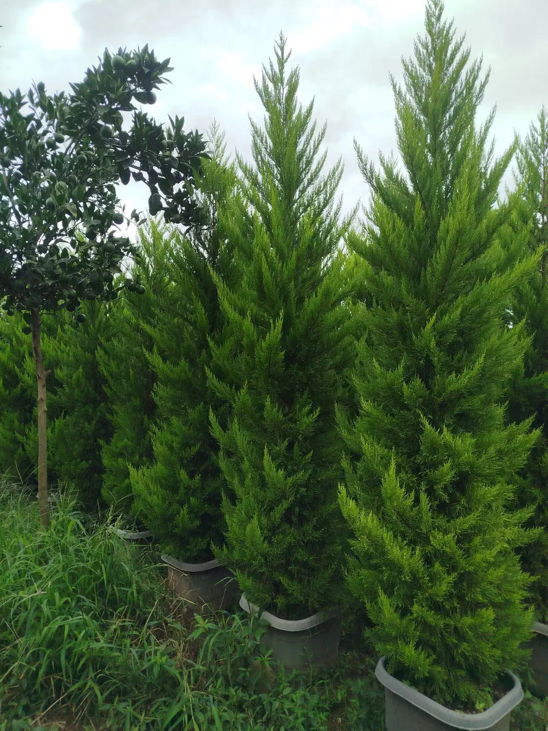 کاج لاوسون سرطلایی|خدمات باغبانی و درختکاری|عباس‌آباد, |دیوار