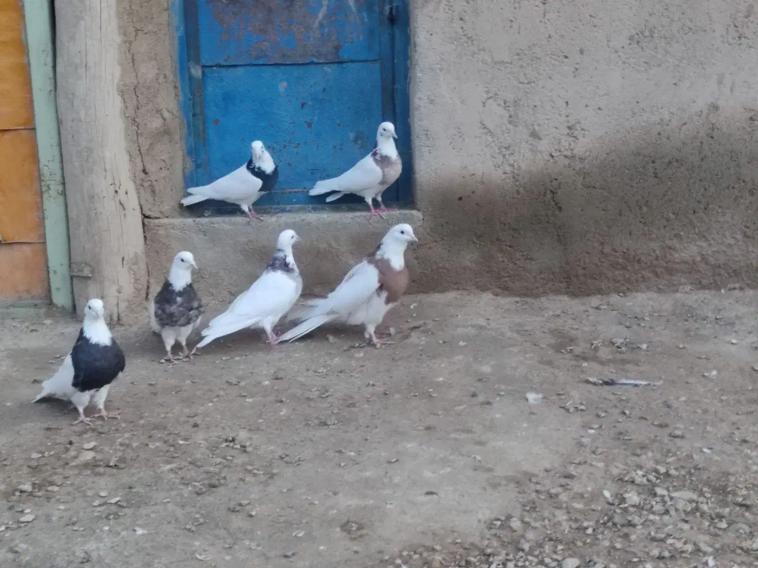 طوقی|پرنده|کبودرآهنگ, |دیوار