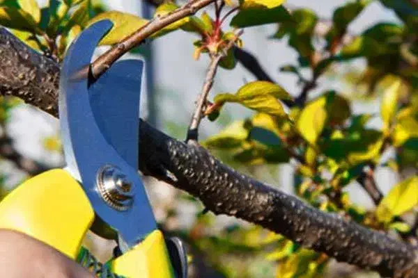 انجام کلیه امور باغبانی در محل|خدمات باغبانی و درختکاری|اصفهان, کوجان|دیوار