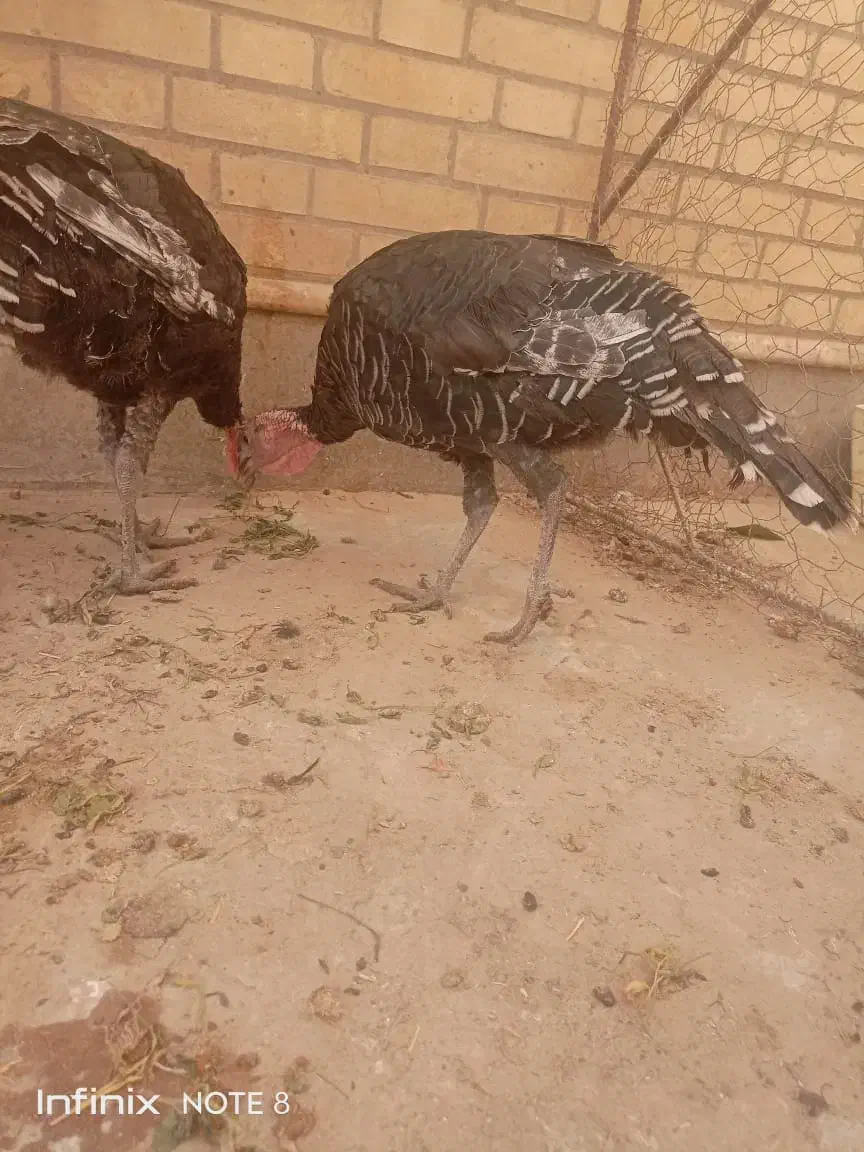 بوقلمون ماده و قو غاز نر|حیوانات مزرعه|زابل, |دیوار