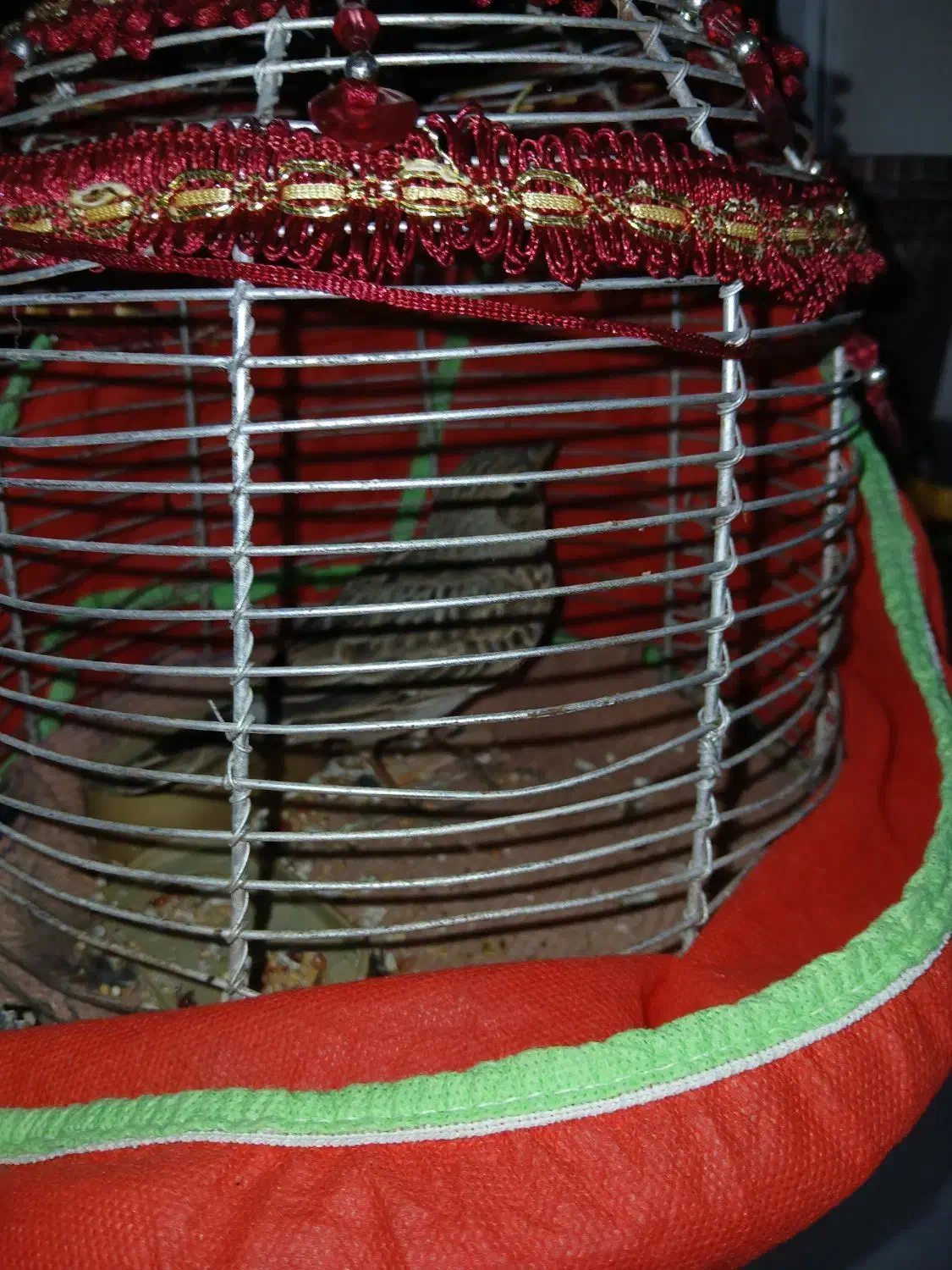 واگذاری سهره جوجه قفس|پرنده|اردبیل, |دیوار