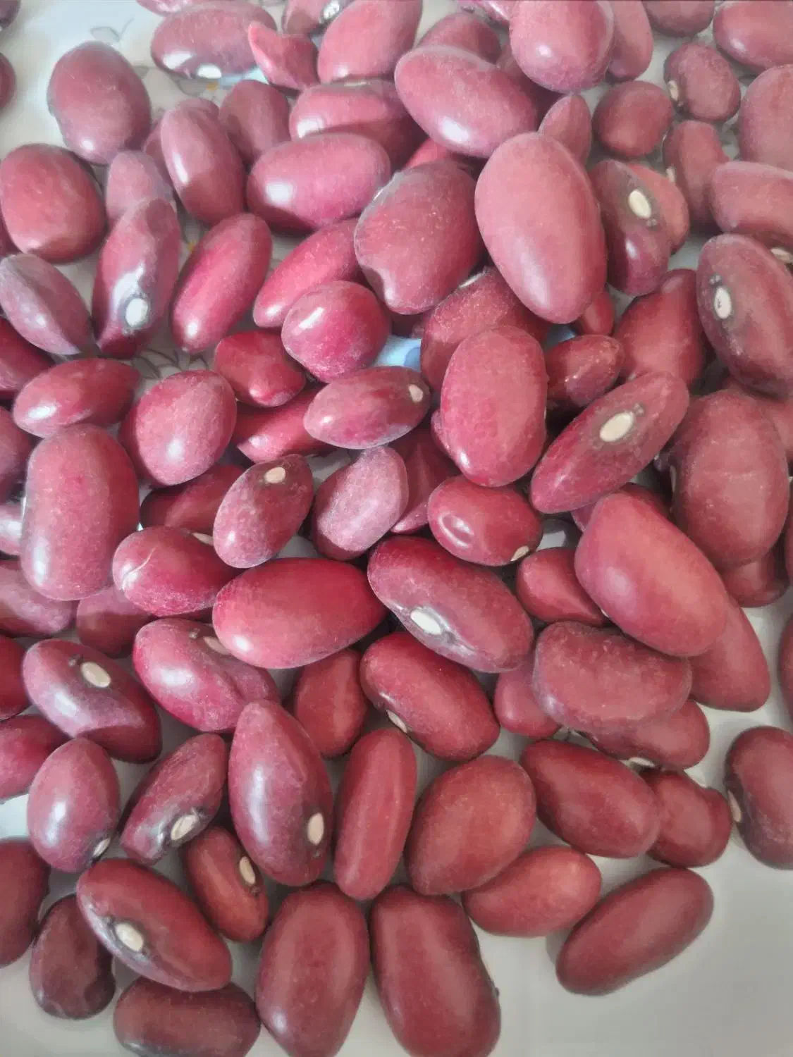 فروش لوبیا قرمز|عمده‌فروشی|سردرود, |دیوار