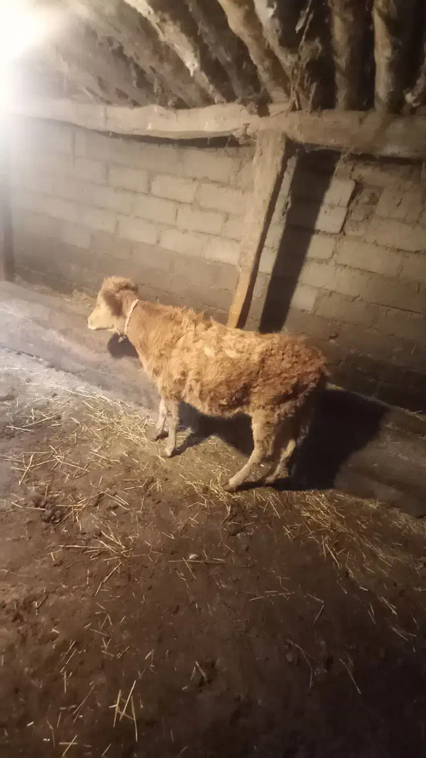 فروش گوساله ماده|حیوانات مزرعه|منجوان, |دیوار