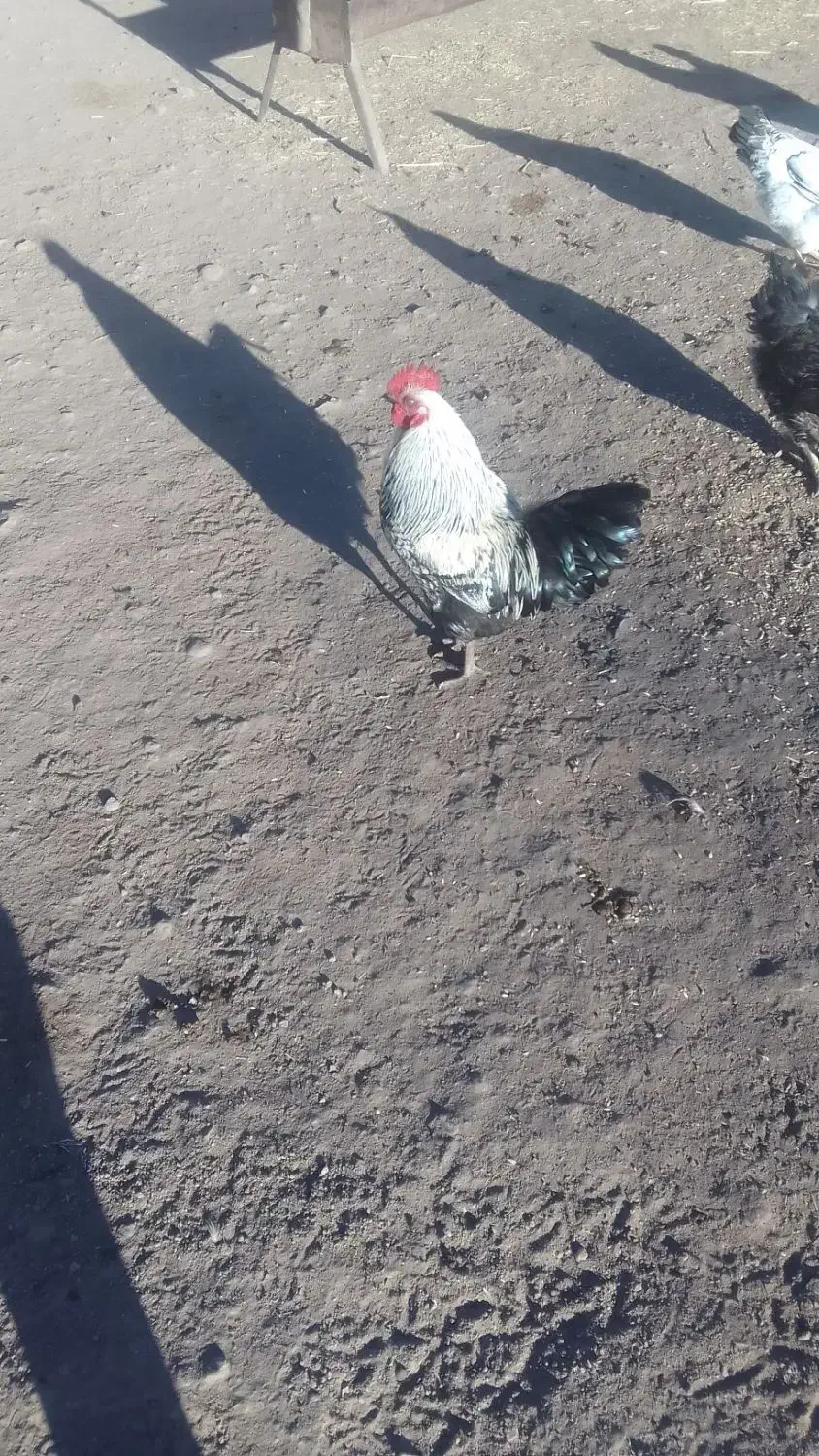 خروس  محلی|حیوانات مزرعه|عطاملک, |دیوار