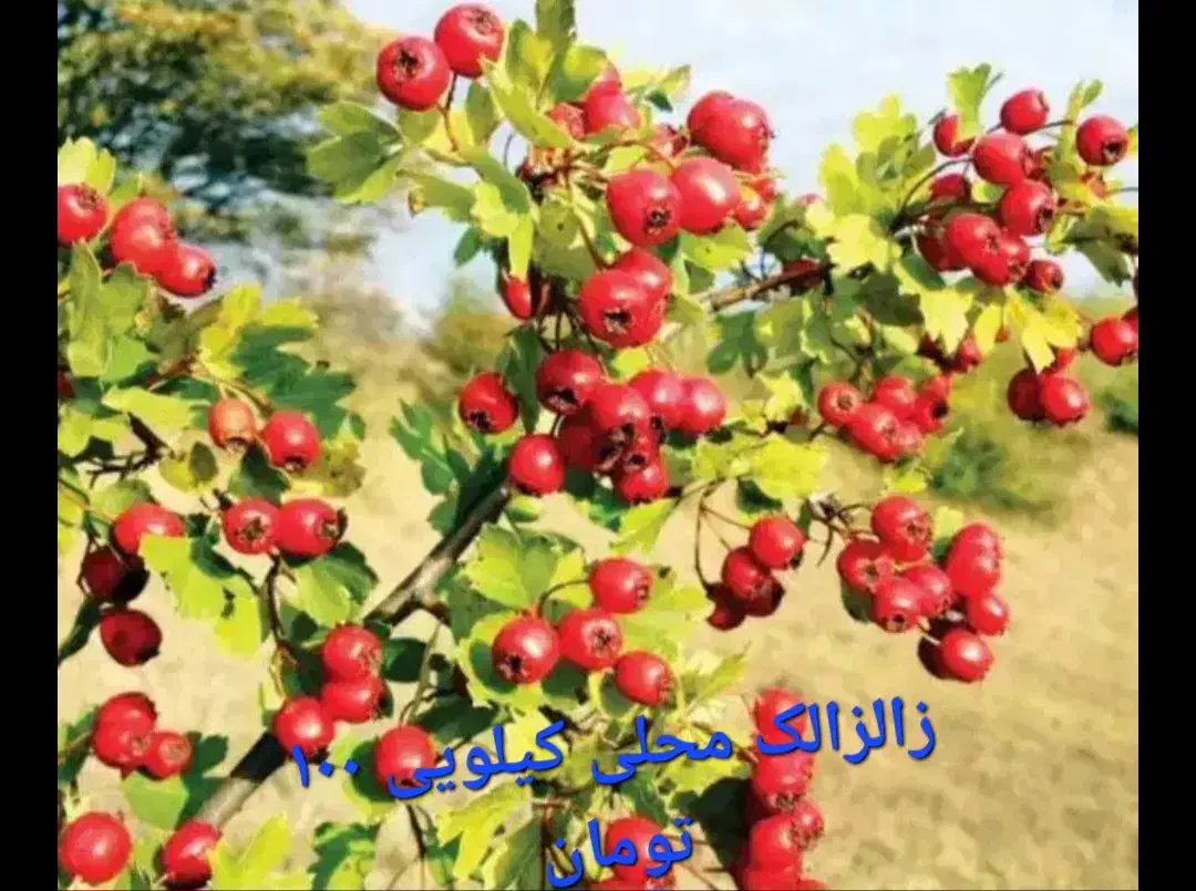 زالزالک کیلویی ۱۰۰ تومان|آرایشی، بهداشتی، درمانی|ابهر, |دیوار