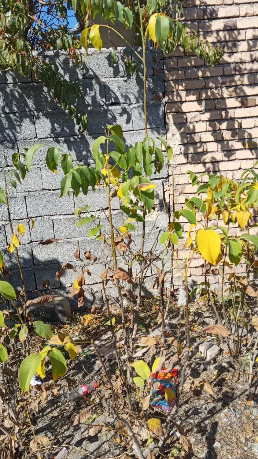 نهال گردوی کاغذی|خدمات باغبانی و درختکاری|سیلوانه, |دیوار