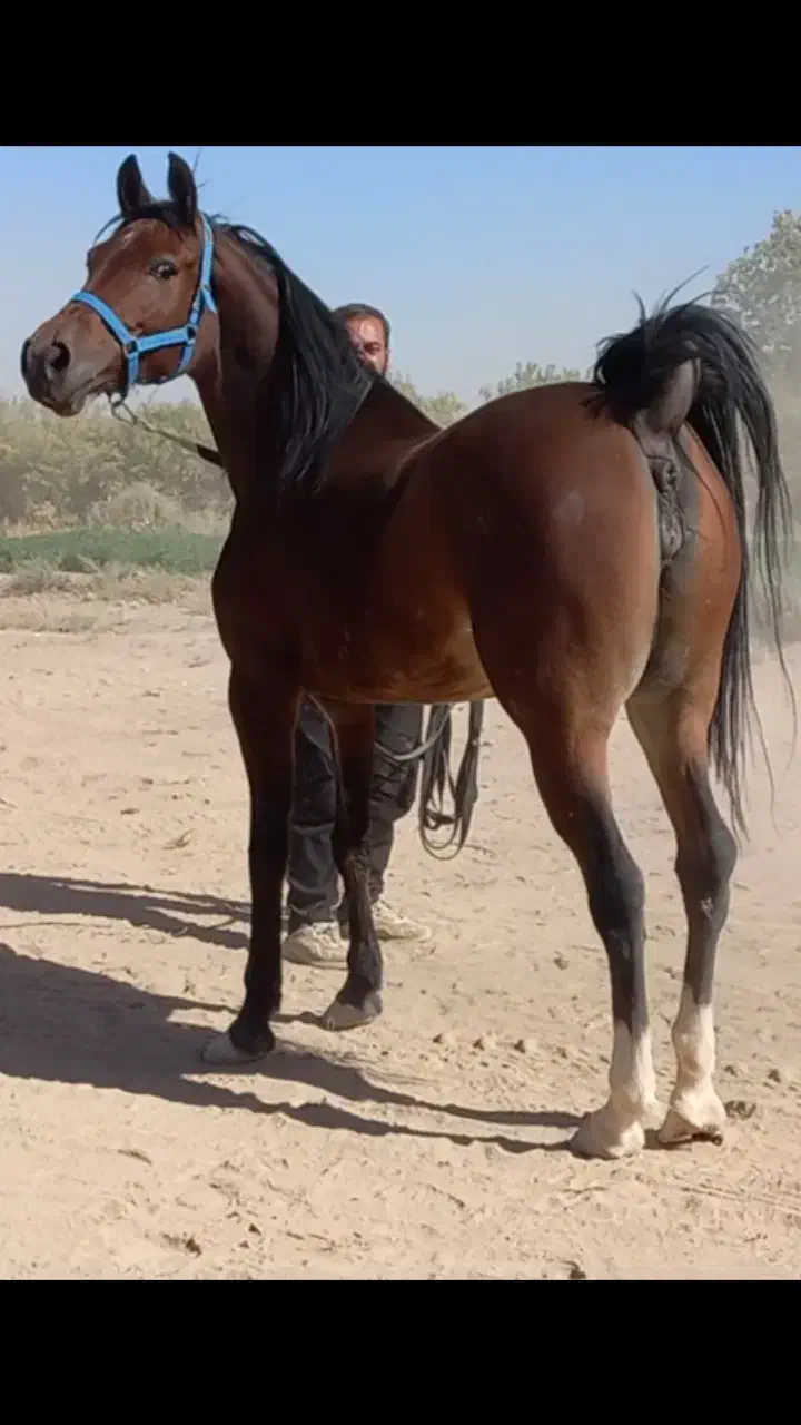 مادیان|اسب و تجهیزات اسب‌سواری|برخوار, |دیوار