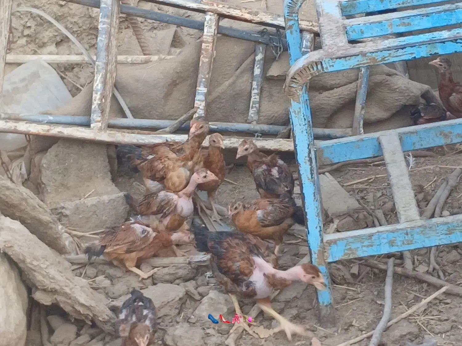 سلام جوجه خونگی بفروش میرسد|حیوانات مزرعه|هامون, |دیوار