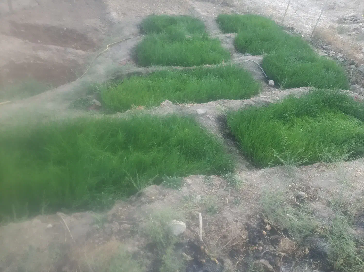 تیم پیاز|گل و گیاه طبیعی|چاروسا, |دیوار