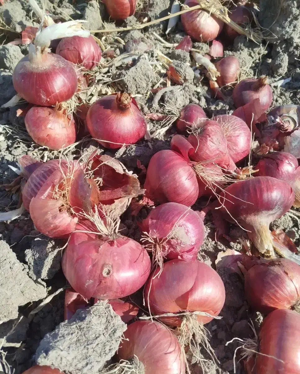 پیاز قرمز سردخانه کیسه ۳۰ کیلویی قیمت ۱۵ هزار|خوردنی و آشامیدنی|روانسر, |دیوار