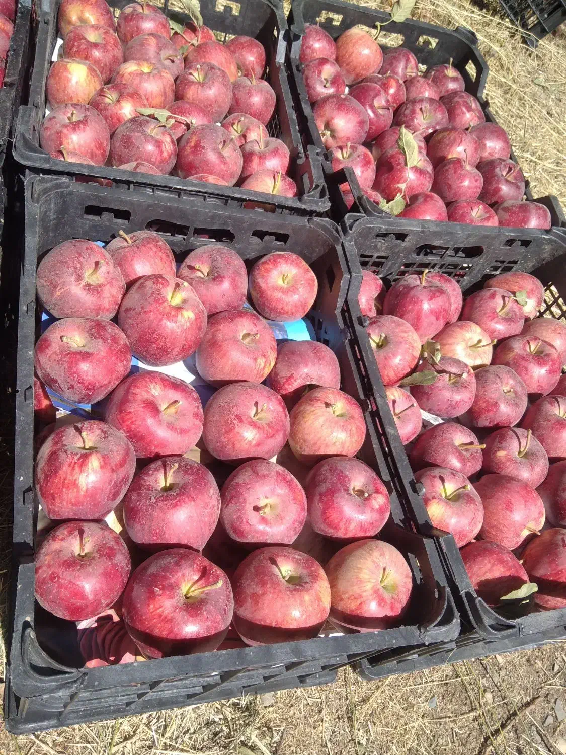 قرمز سیب استخوانی|عمده‌فروشی|ایجرود, |دیوار