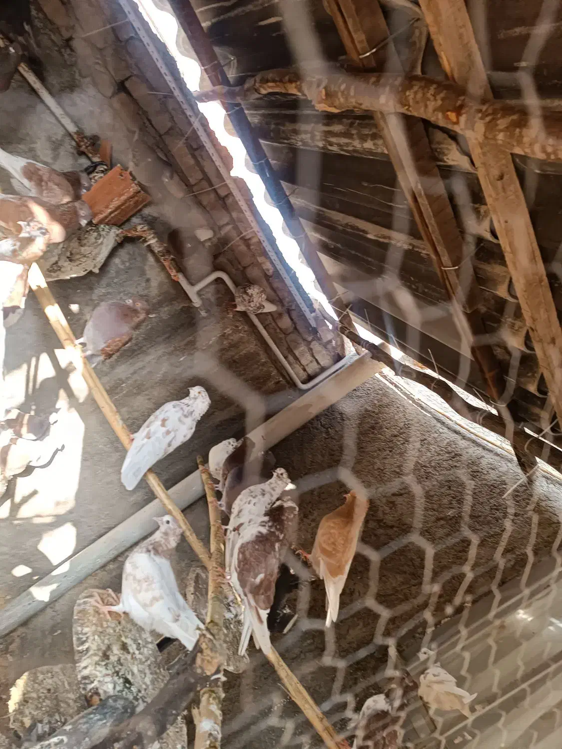 30تا کبوتر سرخ گرگی همه کاکل سرو کله داری|پرنده|علیآباد کتول, |دیوار