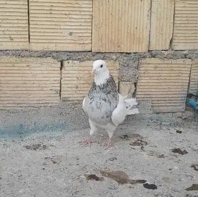 نر طوقی|پرنده|خمینی‌شهر, |دیوار