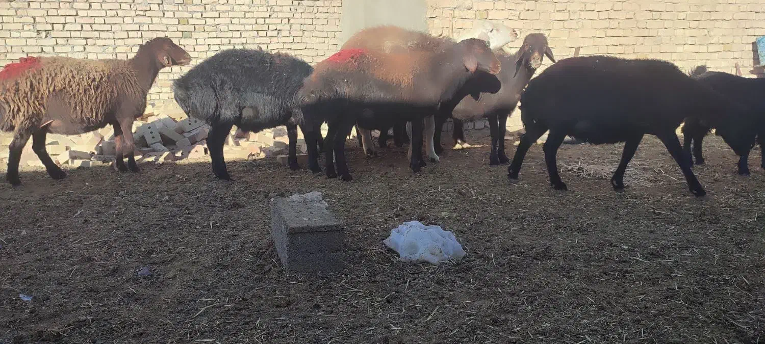 8راس میش|حیوانات مزرعه|طاغنکوه, |دیوار