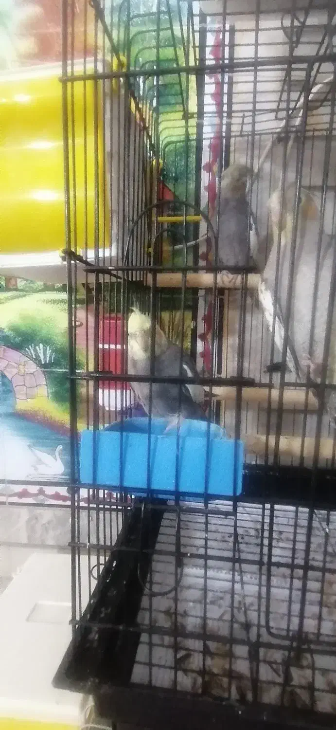 عروس هلندی|پرنده|شیراز, مسلم|دیوار