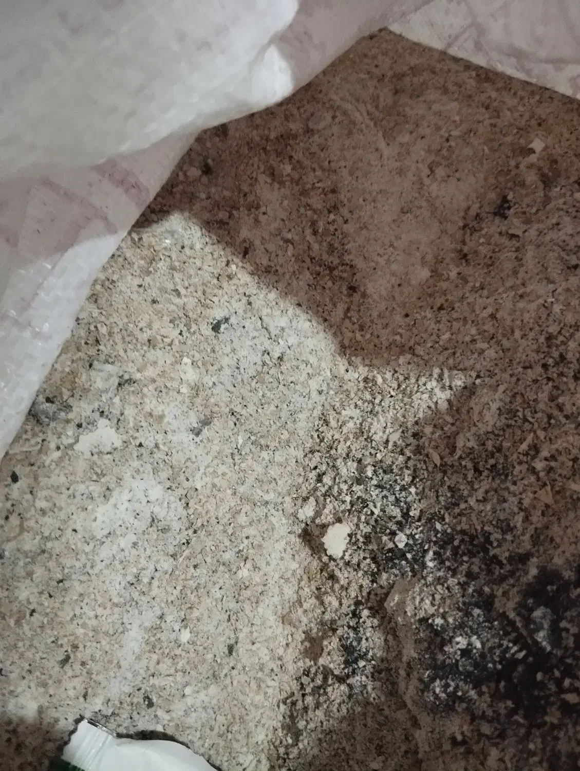 سبوس بره گوسفند|حیوانات مزرعه|تربت جام, معدآباد|دیوار