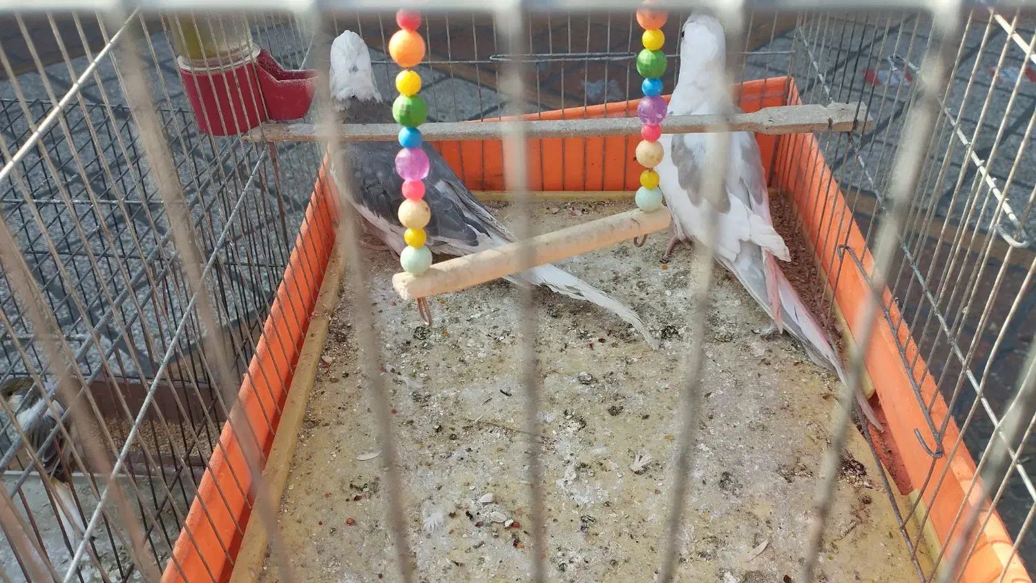 عروس هلندی جفت|پرنده|اندیشه, اندیشه فاز ۱|دیوار