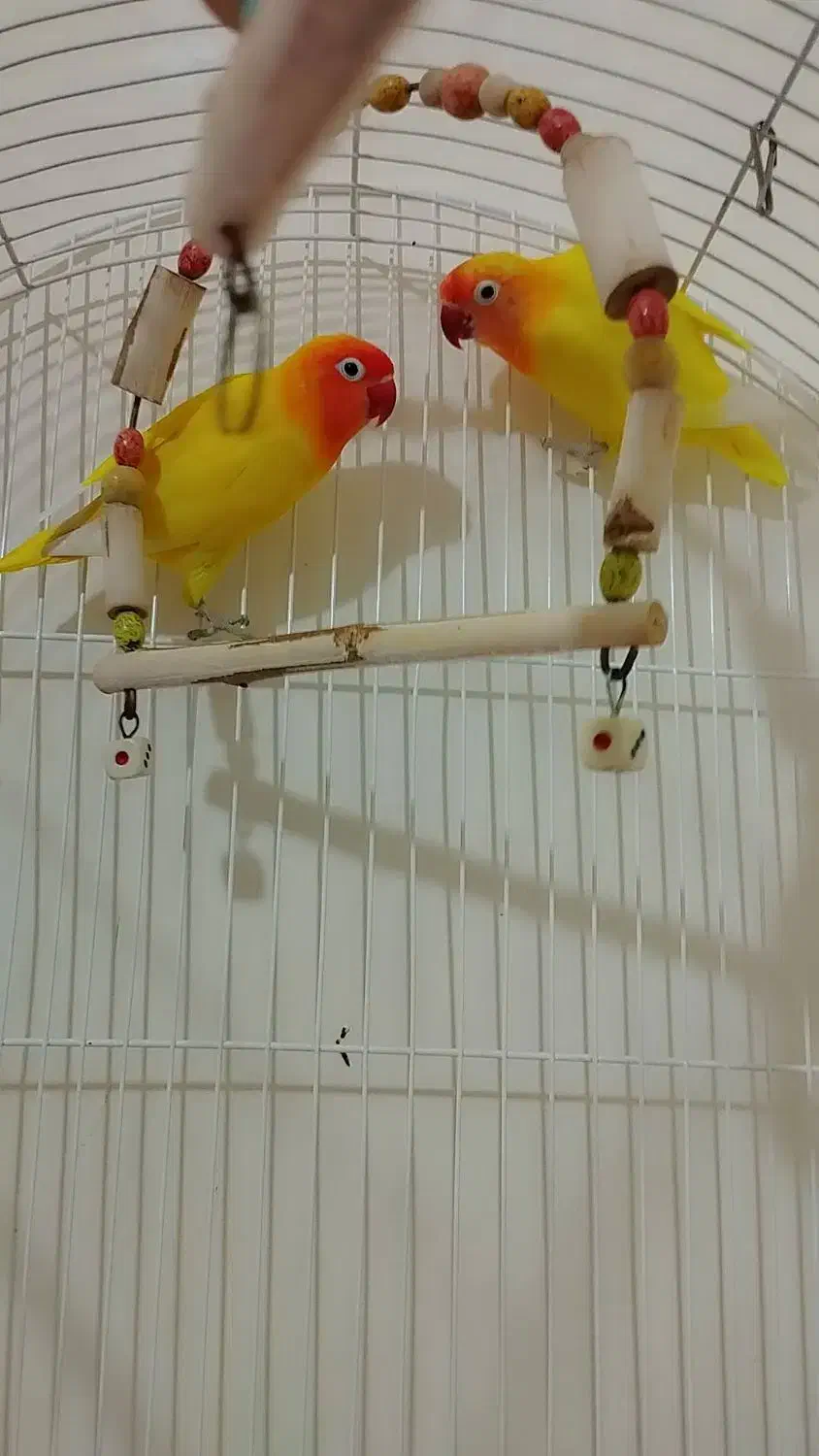 پرنده طوطی برزیلی|پرنده|محمدشهر, شهرک پیام (مهرالبرز)|دیوار