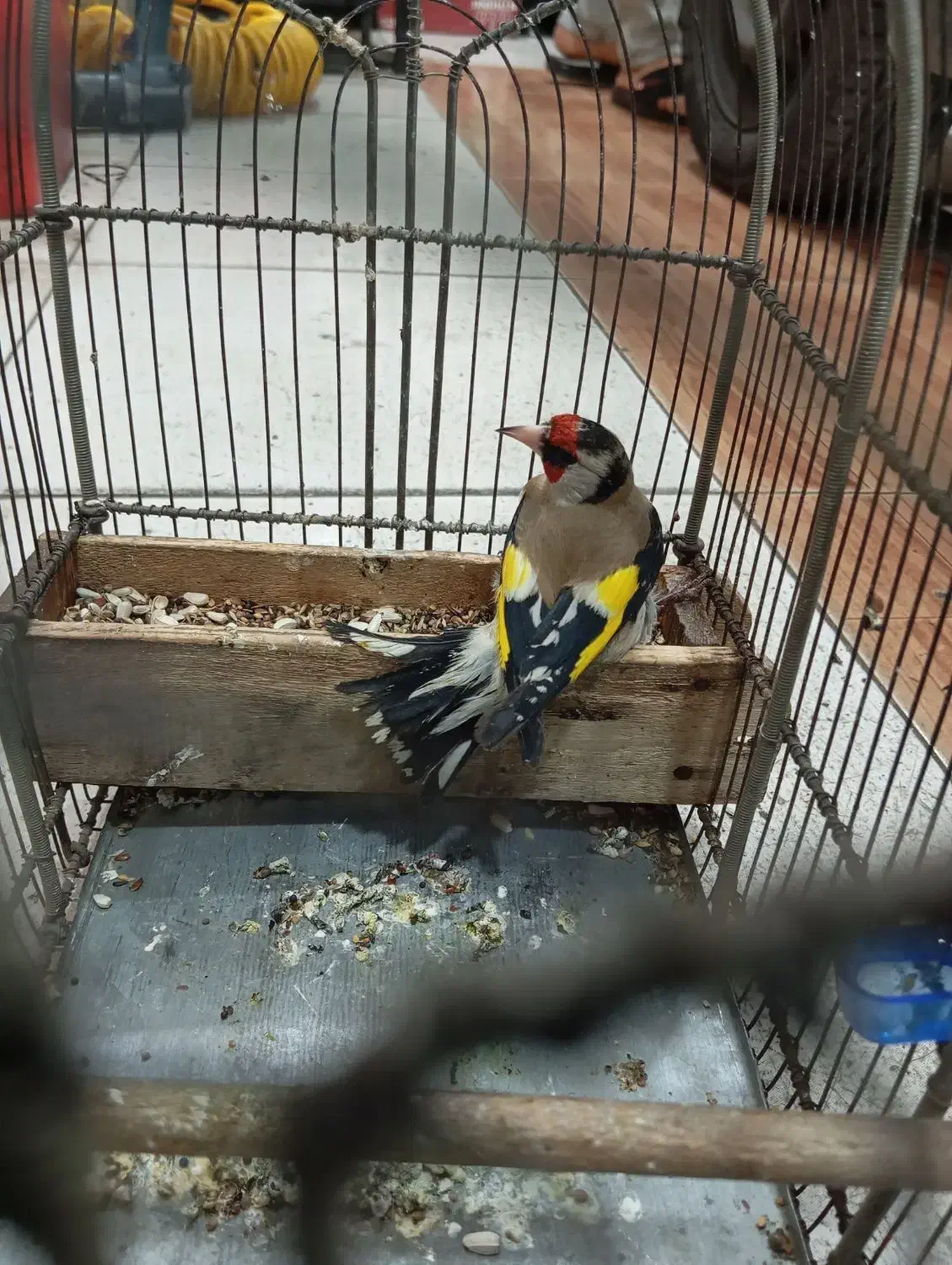 سهره|پرنده|اندیمشک, |دیوار