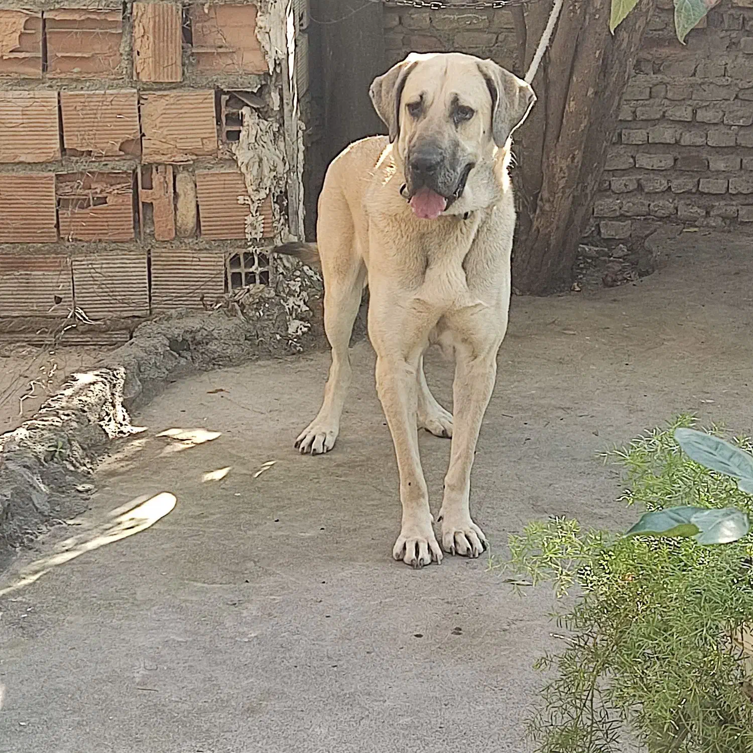 سگ کانگال وارداتی|سگ|کردکوی, |دیوار