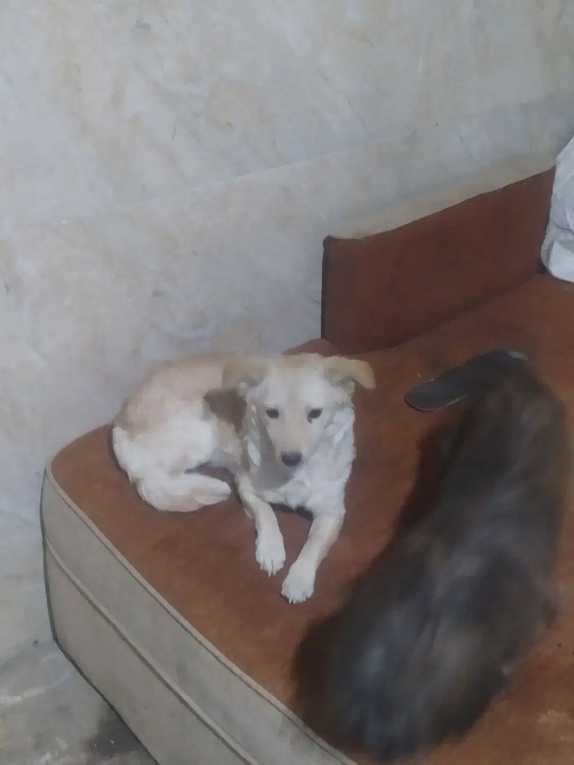 سگ پاکوتاه فروش فوری|سگ|آشخانه, |دیوار