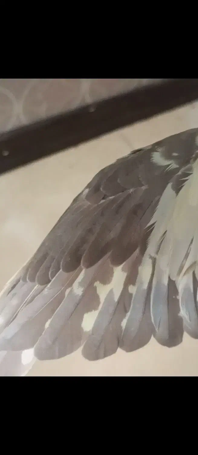 عروس هلندی|پرنده|کرج, شهرک فهمیده|دیوار