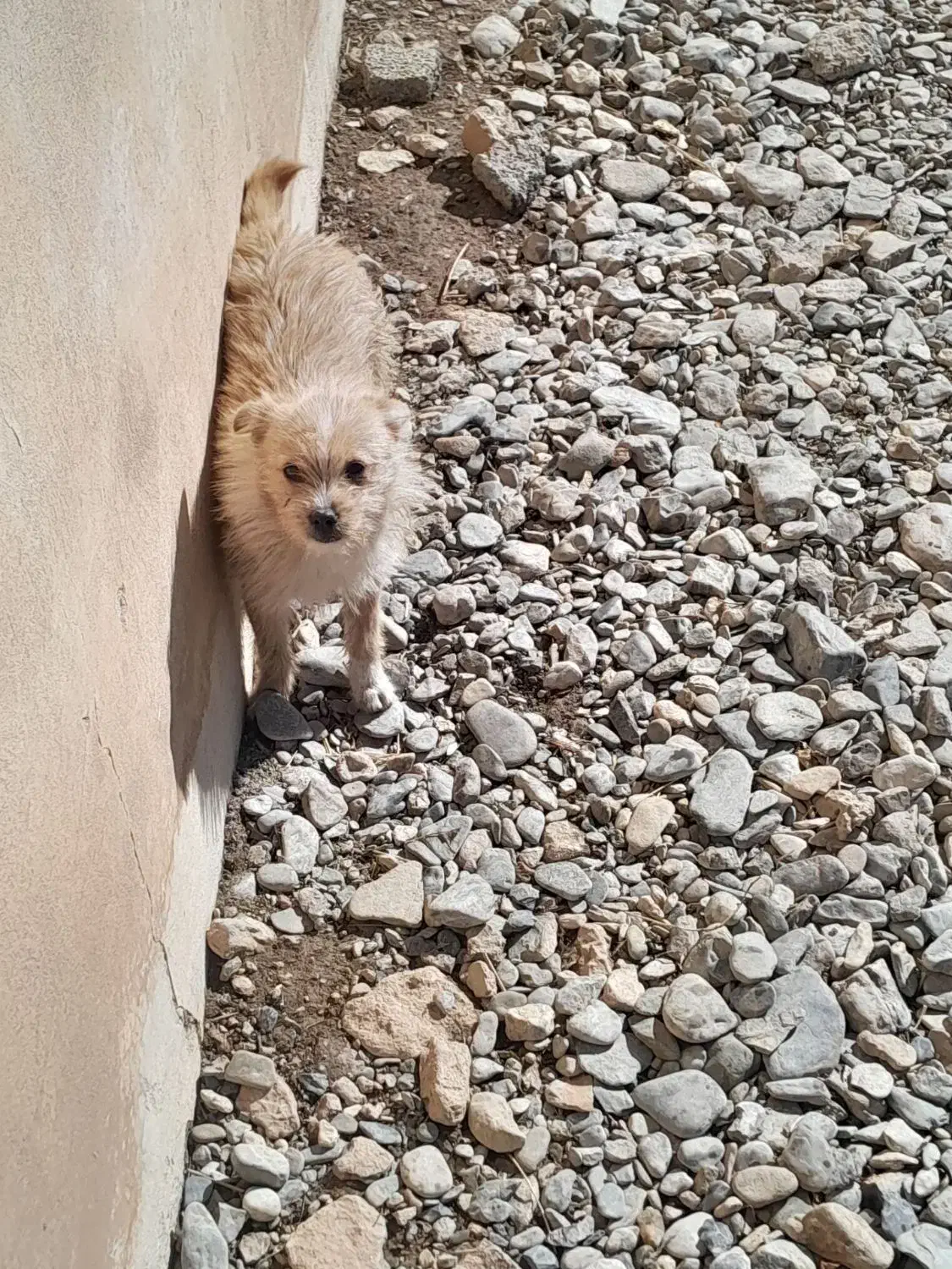 سگ پاکوتاه|سگ|اراک, |دیوار