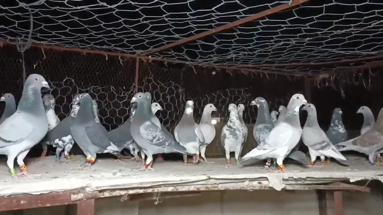 کبوتر|پرنده|مشهد, بهشت|دیوار