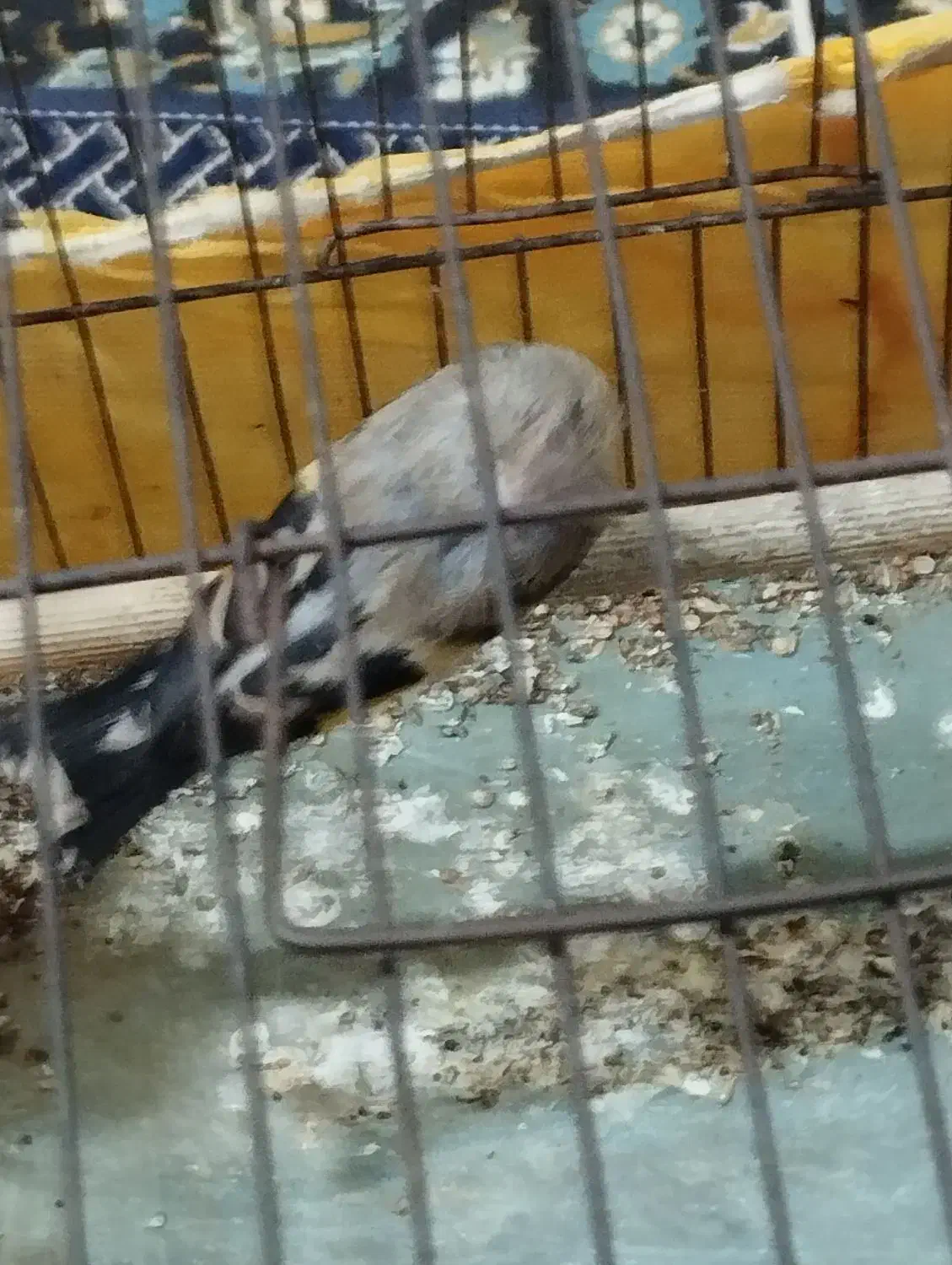 سهره بخون|پرنده|قدس, شهرقدس|دیوار