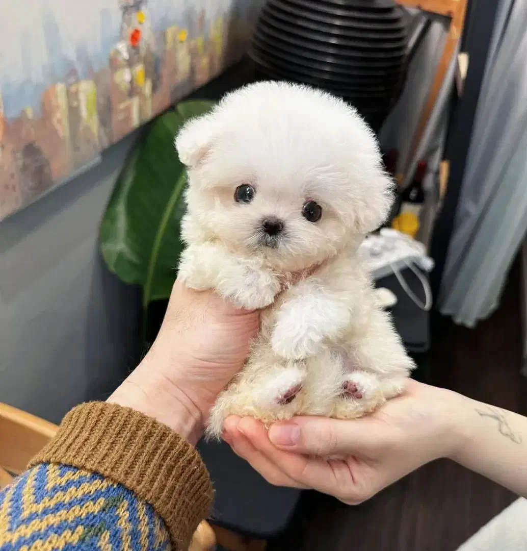 پودل تی کاپ فنجونی|سگ|یزد, |دیوار