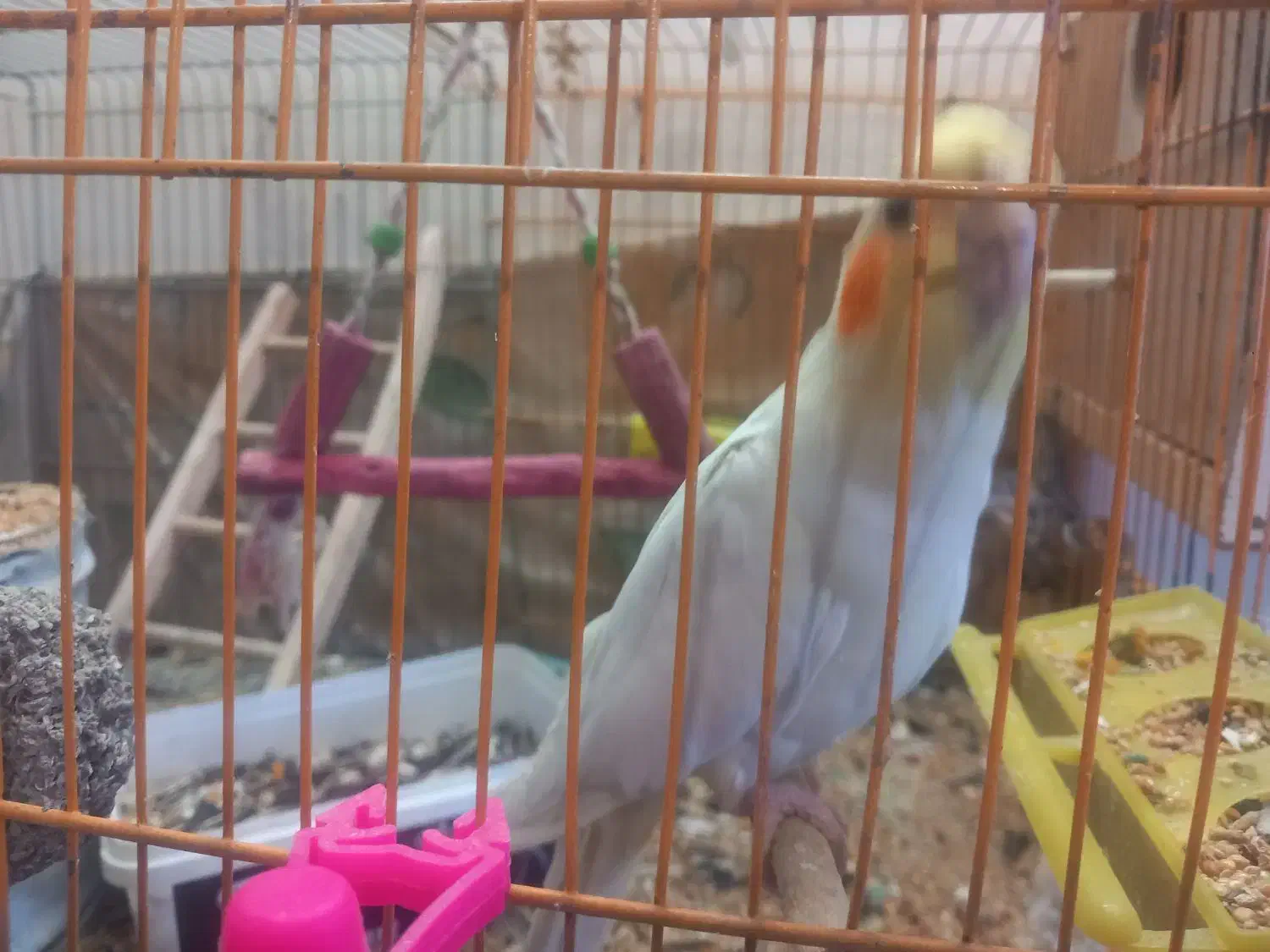 عروس هلندی فوق مولد|پرنده|شاهین‌شهر, شهرک گلدیس|دیوار