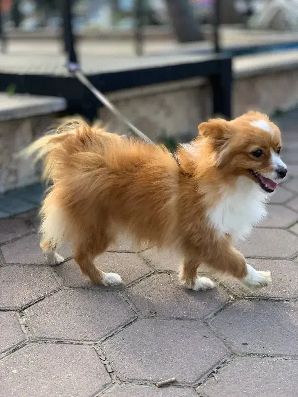 سگ پامریان آپارتمان|سگ|لاهیجان, انقلاب|دیوار