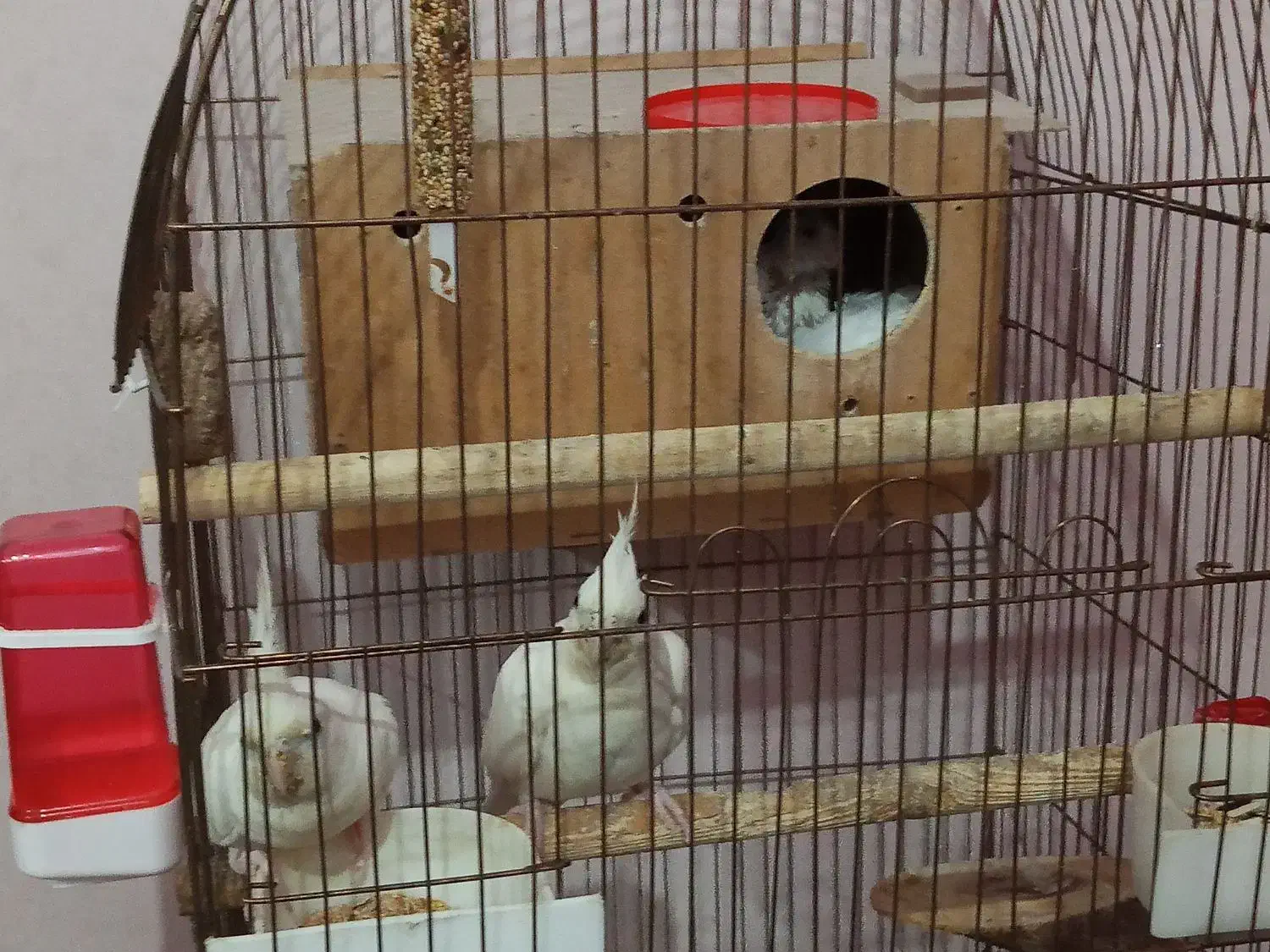 آلبینو|پرنده|اهواز, فاز ۵ پاداد|دیوار