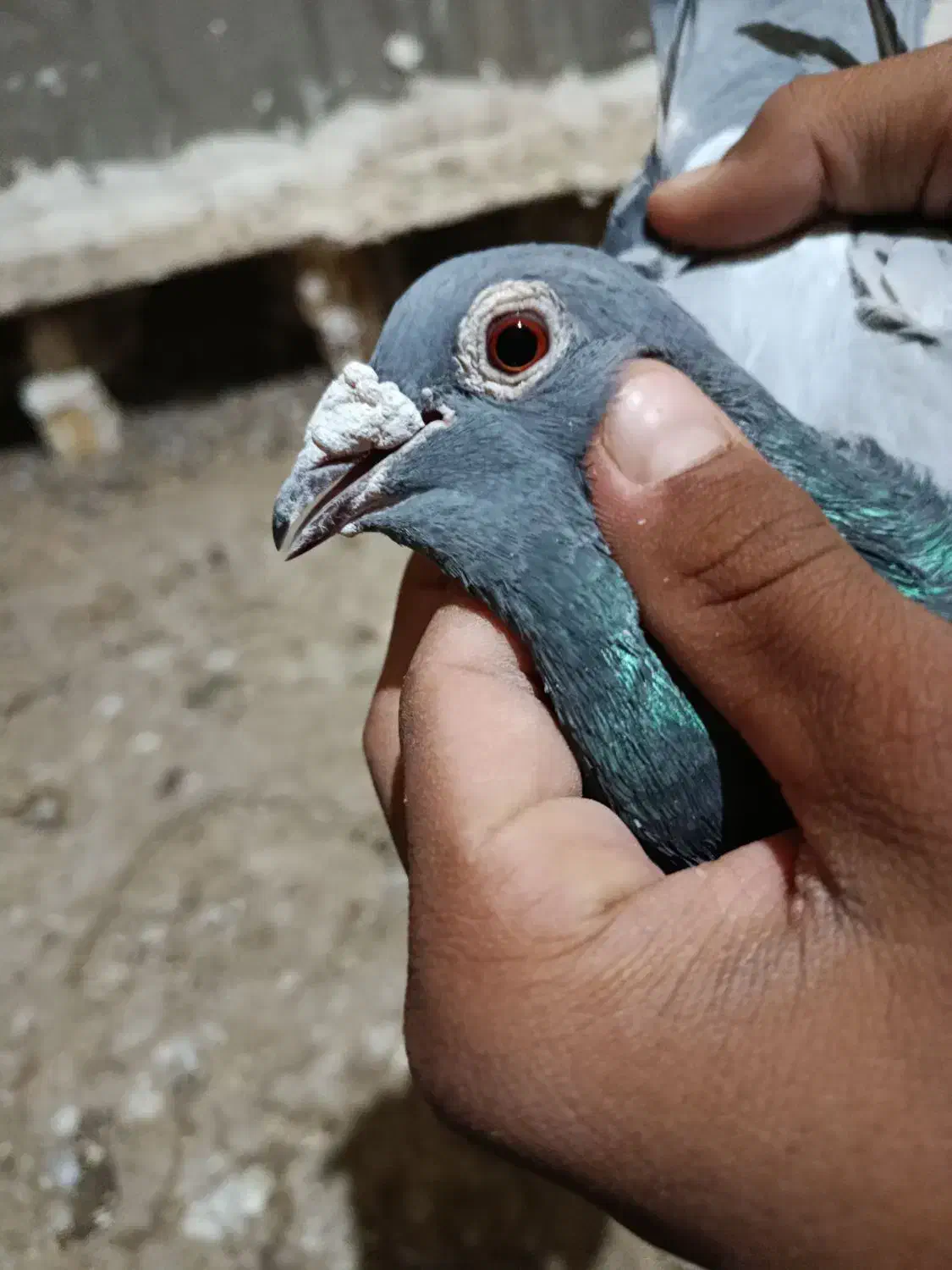 کبوتر|پرنده|خمک, |دیوار