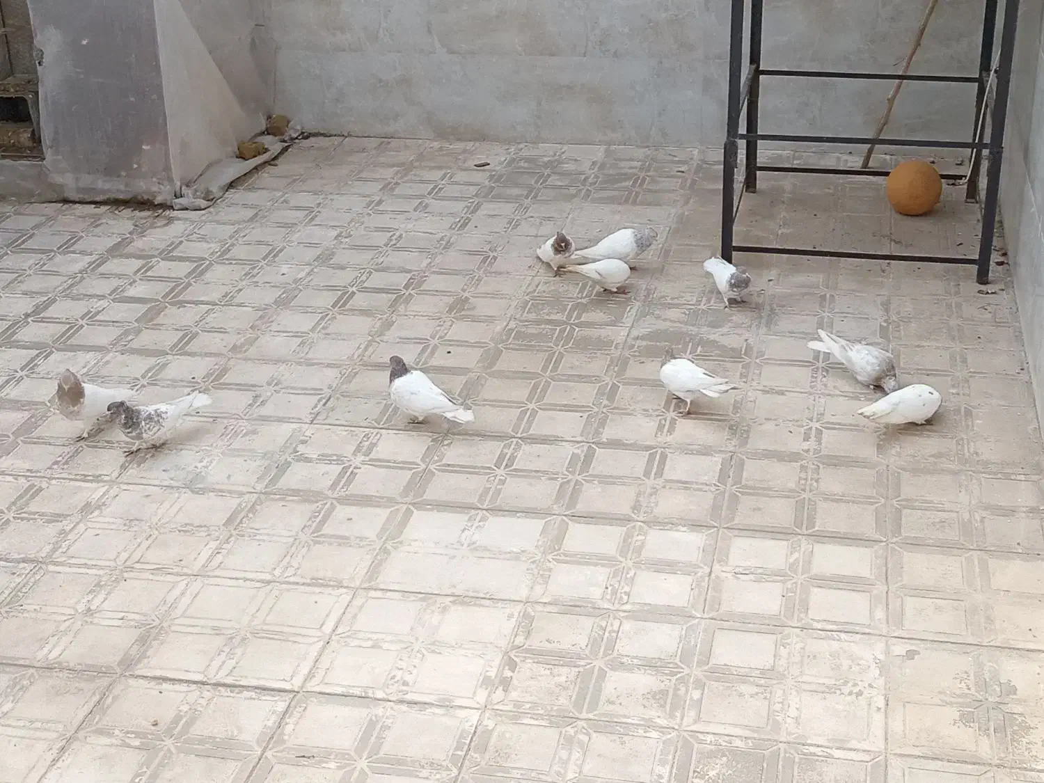 کبوتر|پرنده|گناباد, |دیوار