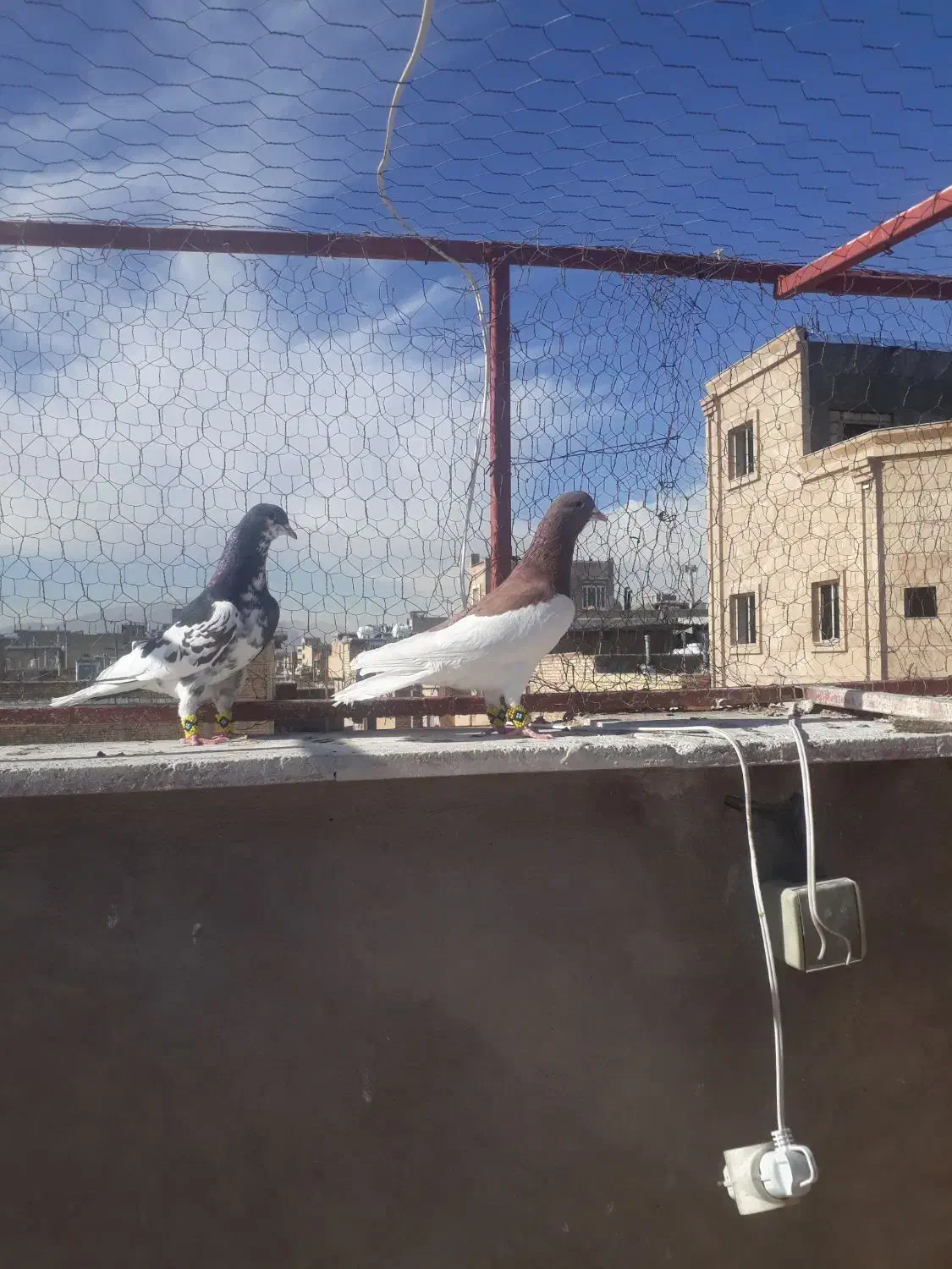 چپ سیاه|پرنده|شیراز, کوشک میدان|دیوار