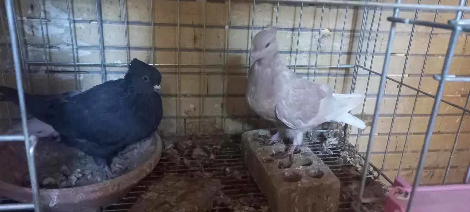 کفتر دم سفید|پرنده|شاهین‌شهر, شهرک گلدیس|دیوار