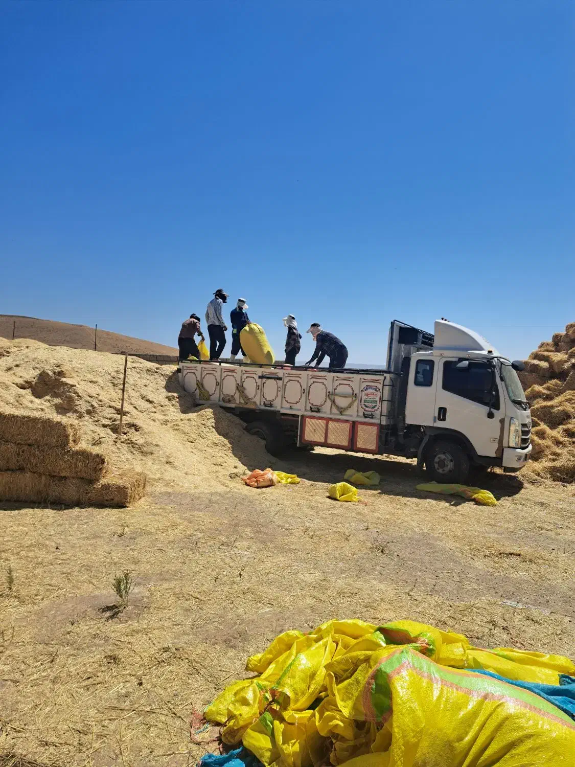 کاه سامان ب هر تناژی بخواهین ۱۱۵۰۰ قیمت|عمده‌فروشی|نظر کهریزی, |دیوار