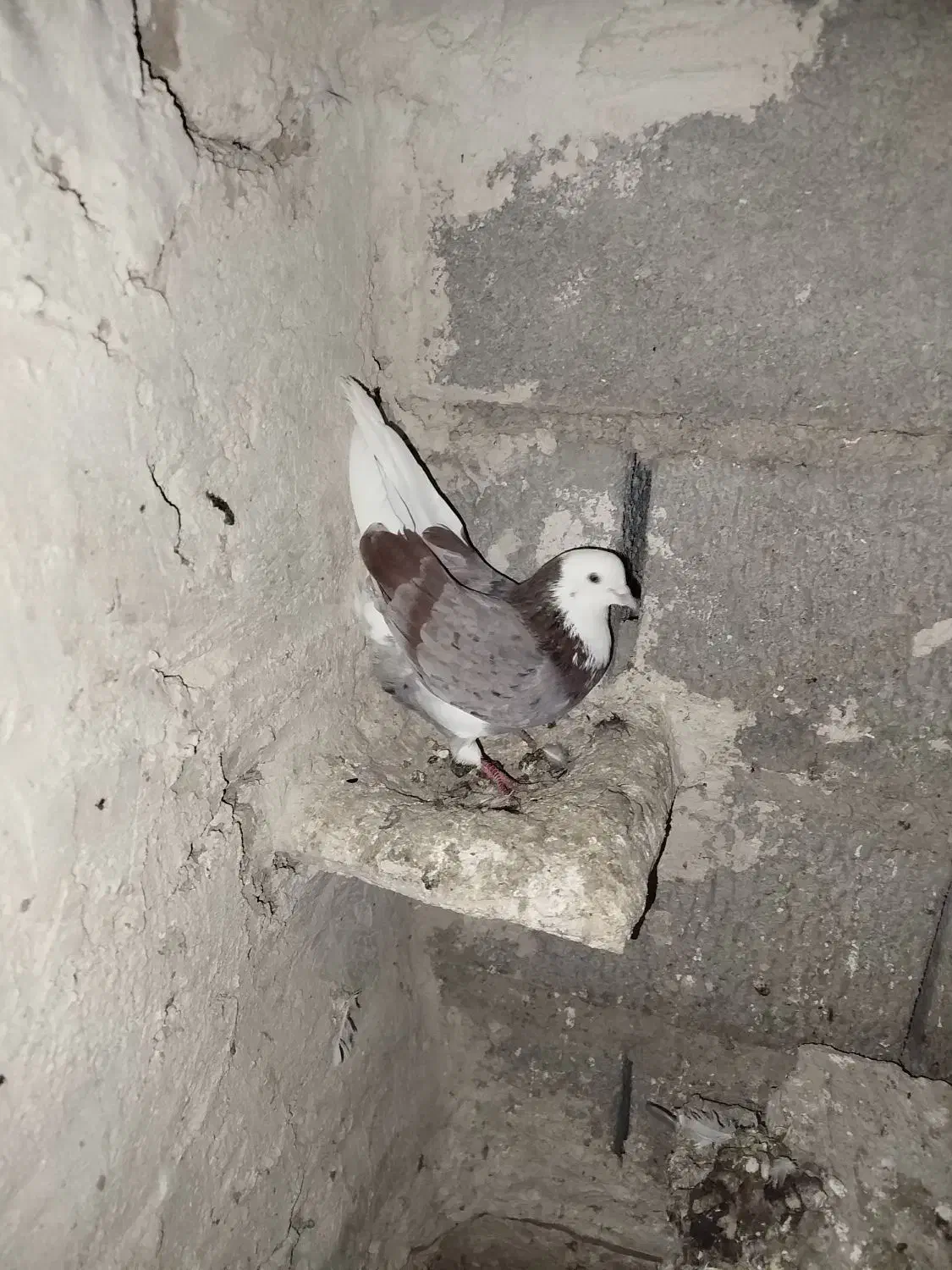 گبوتر|پرنده|مرند, |دیوار