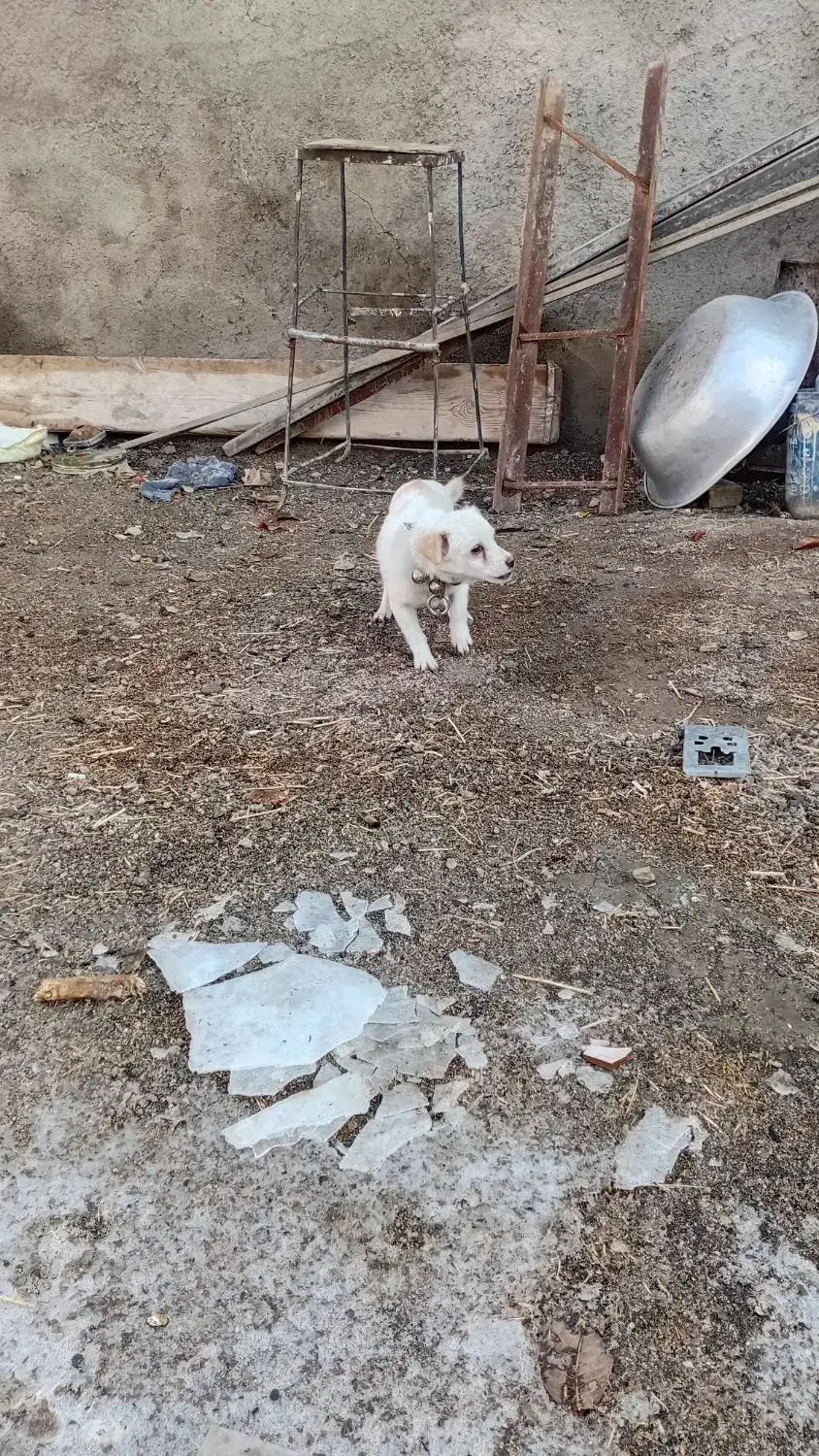 سگ پاکوتا|سگ|ملایر, |دیوار