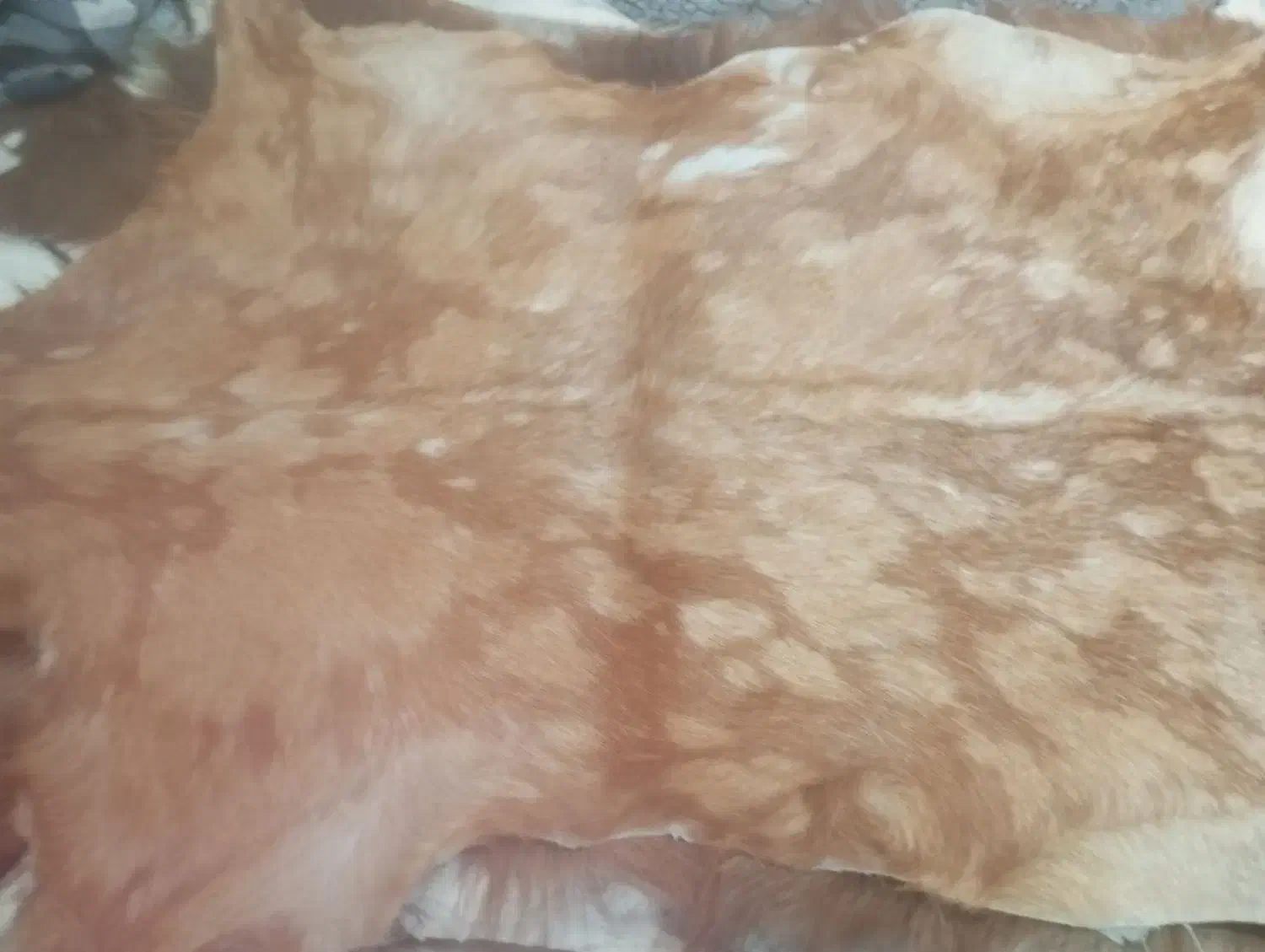 پوست تزیینی بزغاله|صنایع دستی و سایر لوازم تزئینی|قرچک, زیبا شهر|دیوار