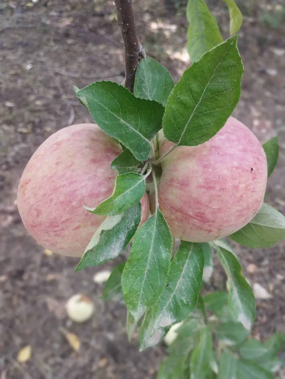 سیب درختی سرخ|خوردنی و آشامیدنی|شیراز, جانبازان|دیوار